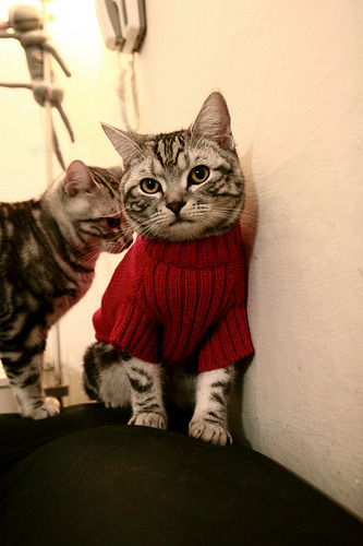 东方利刃破苍穹,浙江队踏平凯尔特人,世界排名争夺战上演惊天逆转